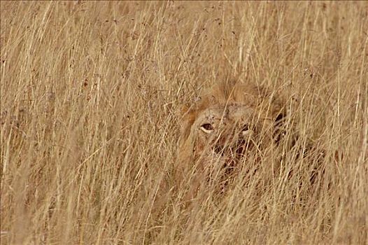 非洲狮,狮子,保护色,高草,马赛马拉国家保护区,肯尼亚