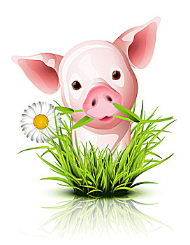 小,粉色,猪,草丛