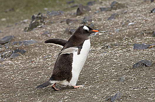 巴布亚企鹅,企鹅,岛屿,南设得兰群岛,南极
