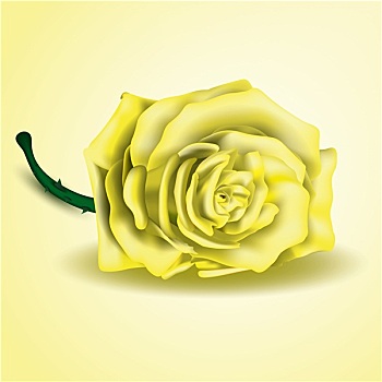 黄玫瑰,花,特写