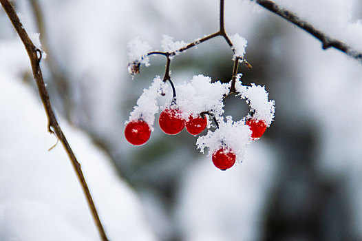 冰雪中的花草果实