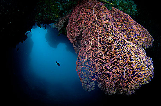 柳珊瑚目,边缘,洞穴,四王群岛,西巴布亚,新几内亚,印度尼西亚,东南亚