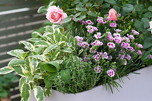 淡色调,紫色,盒子,玫瑰,石竹类植物,粉色,吻,康乃馨