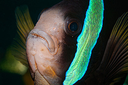葵鱼,小丑鱼,巴厘岛,印度尼西亚,亚洲