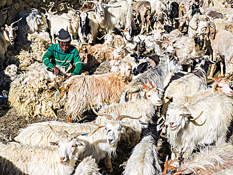 牧羊人,山羊,区域,查谟-克什米尔邦,印度,亚洲