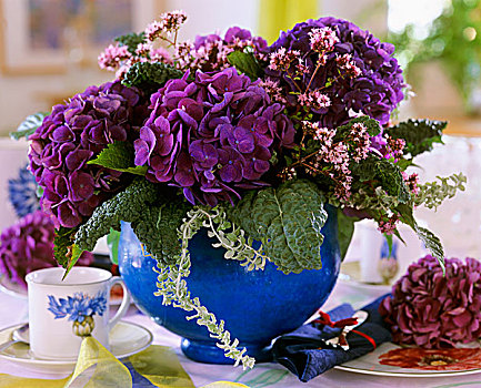 八仙花属,卷心菜叶,蓝色,花盆