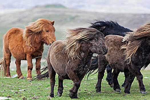 设得兰矮种马,设得兰群岛,苏格兰