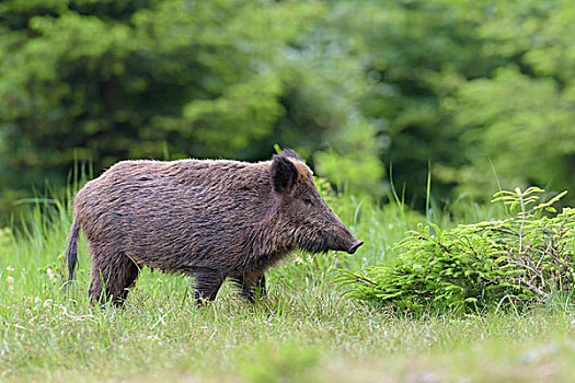 雌性,野猪,施佩萨特,巴伐利亚,德国