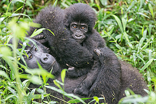 山地大猩猩,大猩猩,群,幼兽,树林,国家公园,乌干达,非洲