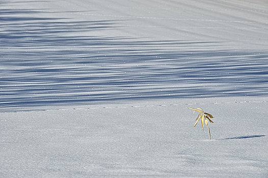 日本,北海道,岛屿,靠近,冬季风景,竹子,雪中,影子
