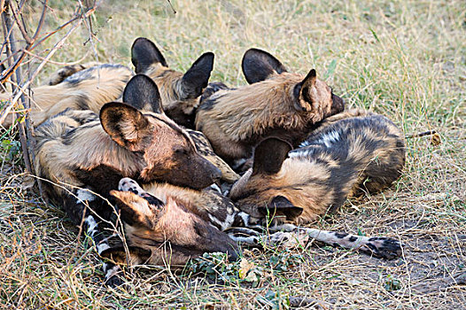 非洲野狗,非洲野犬属,睡觉,一起,温暖,北方,博茨瓦纳