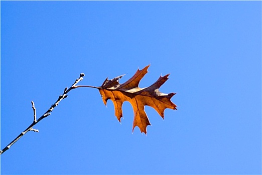 死,棕栎,叶子,天空
