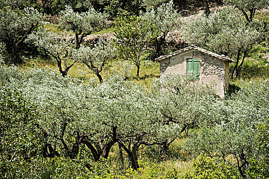 古老,橄榄树,隆河阿尔卑斯山省,普罗旺斯,法国,欧洲