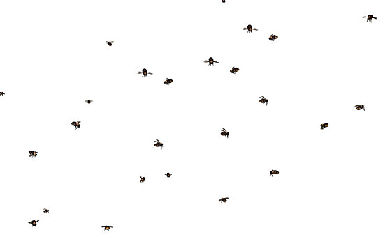 蜜蜂,成群