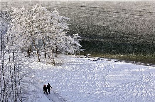树,白霜,冰原,水库,巴伐利亚,德国