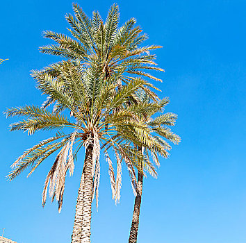 蓝天,阿曼,棕榈树