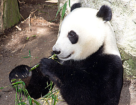 熊猫,吃,饮食,竹笋