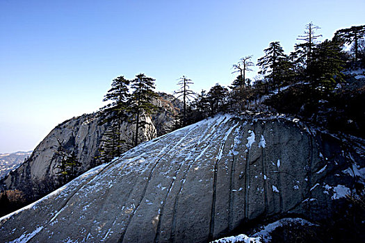 苍龙岭眺望华山松