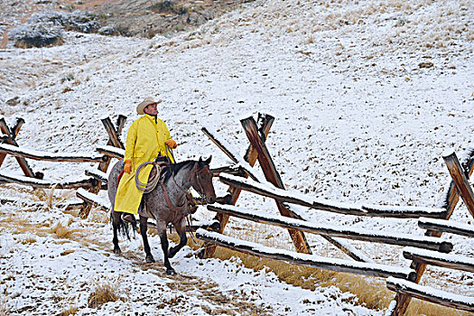 牛仔,骑,马,旁侧,围栏,雪,落基山脉,怀俄明,美国