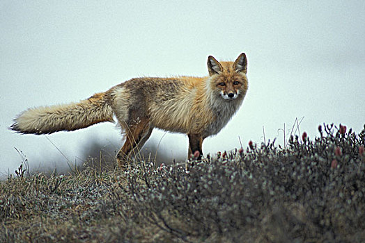 美国,阿拉斯加,德纳里峰国家公园,红狐,狐属,站立,苔原,初夏