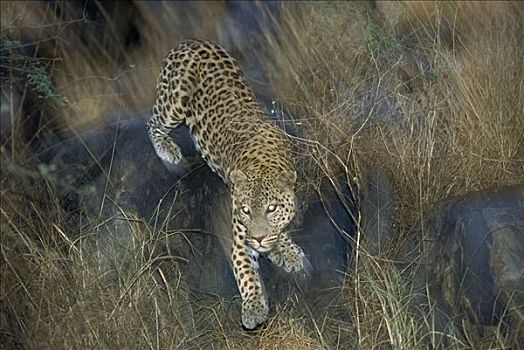 豹,草丛,黄昏,埃托沙国家公园,纳米比亚