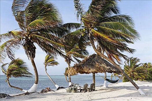 海滩,棕榈树,环礁,伯利兹,中美洲,加勒比海