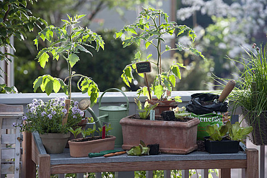 种植,桌子,露台,西红柿,百里香