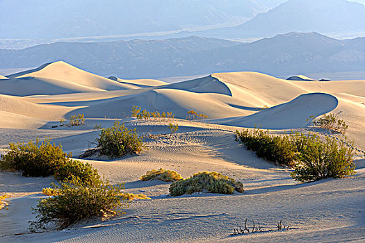 早晨,亮光,豆科灌木,沙子,沙丘,死亡谷国家公园,加利福尼亚,美国,北美