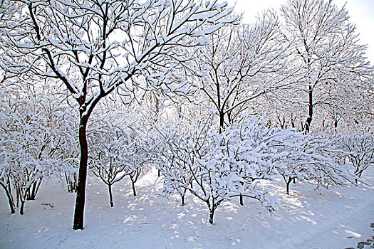 覆盖着厚厚的白雪的树林