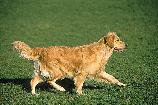 金毛猎犬,狗,成年,走,草地