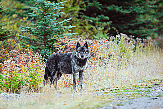 野生,大灰狼,狼,落基山脉,加拿大西部