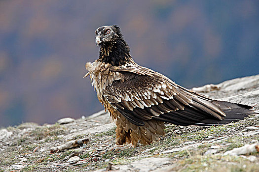 胡兀鹫,幼小,站立,车站,比利牛斯山脉,西班牙,欧洲