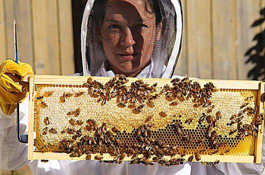 西雅图,女性,养蜂人,蜜蜂