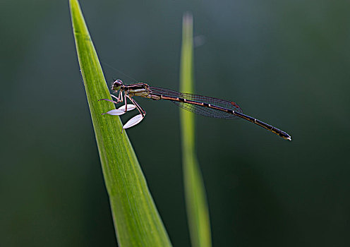 蜻蜓004