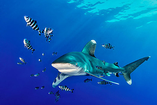 远洋白鰭鯊,长鳍真鲨,鱼,红海,埃及,非洲