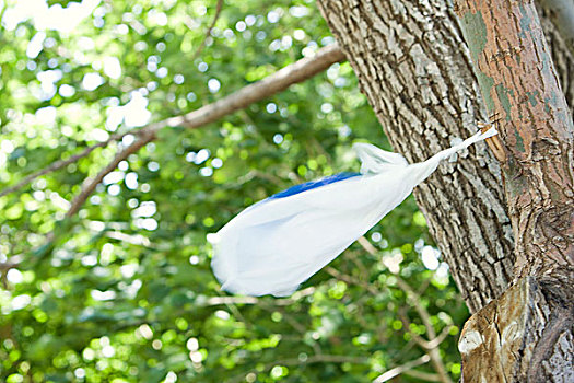 塑料袋,抓住,树上