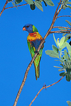 彩虹,彩虹鹦鹉,枝头,澳大利亚