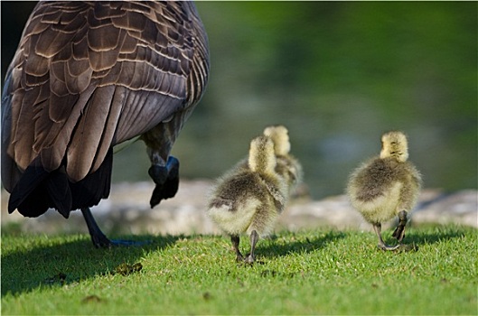 三个,可爱,小,小鹅,跑,挨着,妈妈