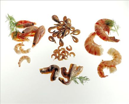 虾,挪威海蛰虾,鱼片