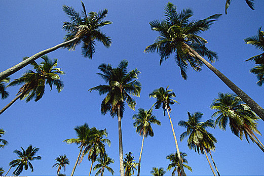 仰视,棕榈树,马来西亚