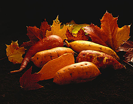 种类,甘薯,秋叶