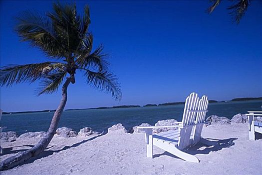 宽木躺椅,海滩,靠近,棕榈树,迈阿密,佛罗里达,美国