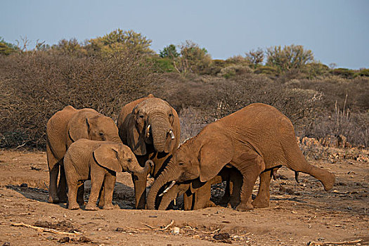 非洲象,牧群,喝,水坑,禁猎区,西北,南非,非洲