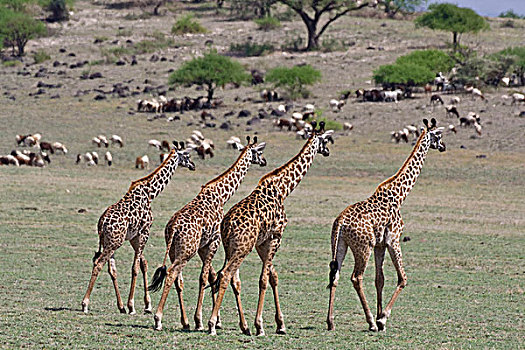 非洲,坦桑尼亚,长颈鹿,靠近,马萨伊,牧群,山羊,恩戈罗恩戈罗,保护区