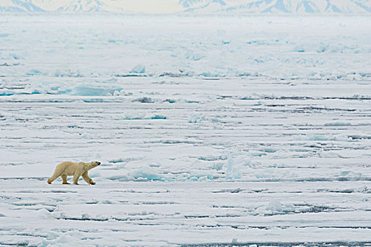挪威,斯瓦尔巴特群岛,斯匹次卑尔根岛,北极熊,猎捕,浮冰,北方