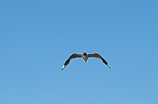海鸥,飞,空中,湖,山脉,阿根廷