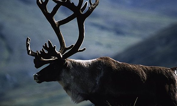 驯鹿,驯鹿属,德纳里峰国家公园,阿拉斯加,美国