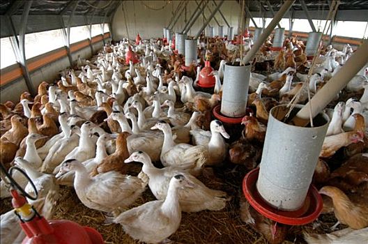 法国,卢瓦尔河地区,卢瓦尔河,家禽饲养
