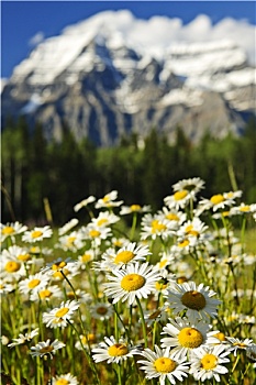 雏菊,罗布森山省立公园,加拿大