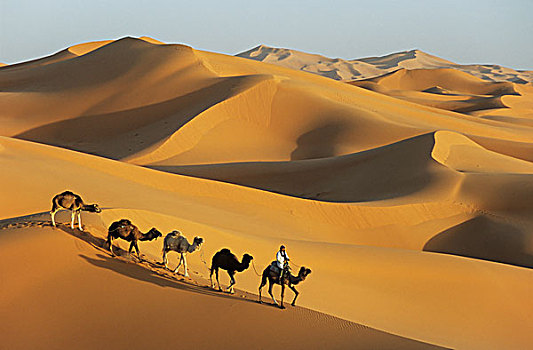 单峰骆驼,沙丘,却比沙丘,撒哈拉沙漠,靠近,梅如卡,摩洛哥,非洲